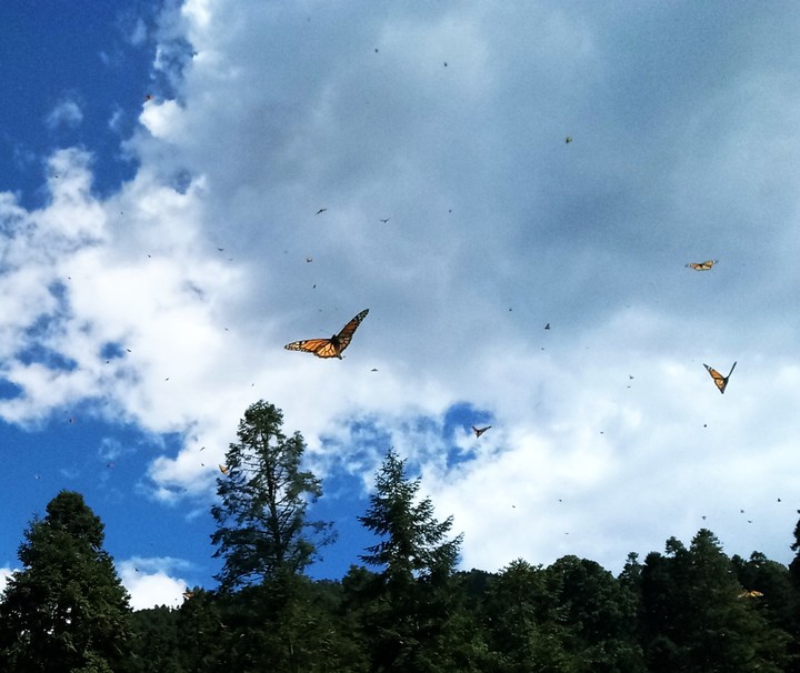 #forest #butterfly #heaven #blue #clouds #tree
