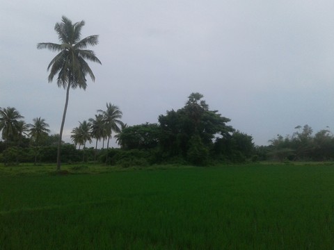 nature