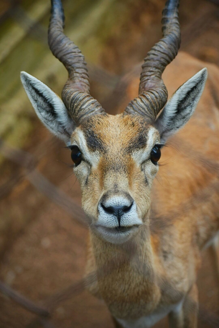 #WildAnimal #Animal #Nature #Deer