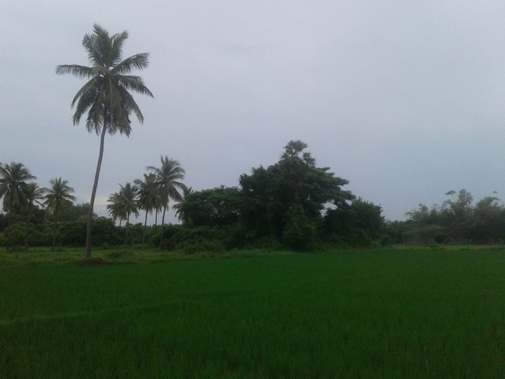 nature