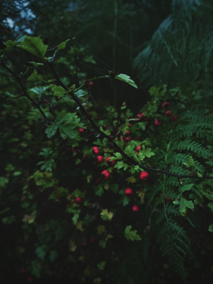 nature's