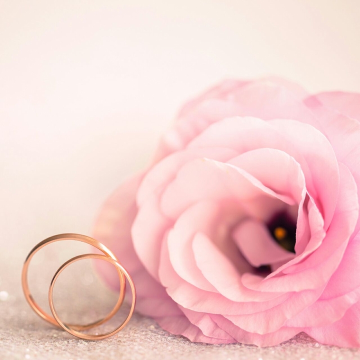 Pink Rose