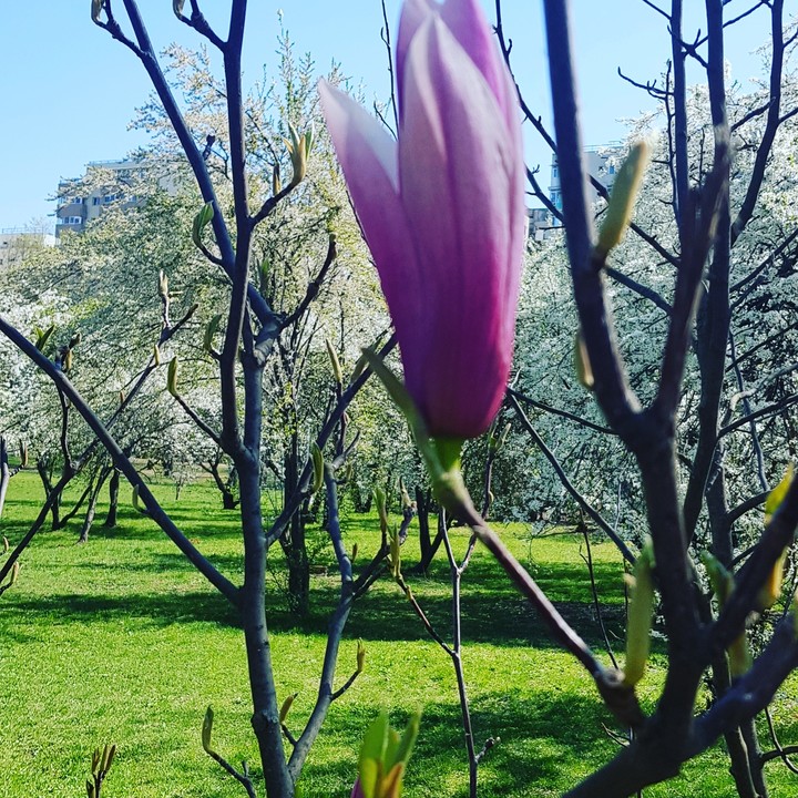 magnolie