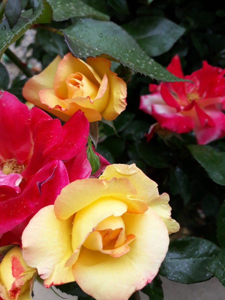 flowers