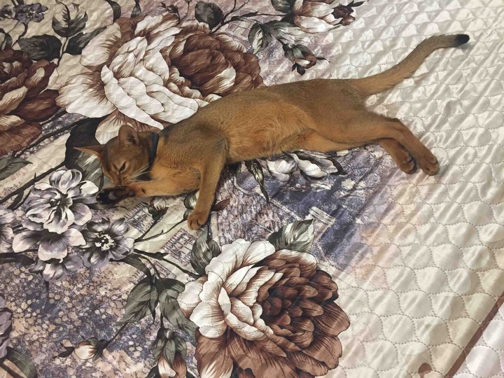 кошка