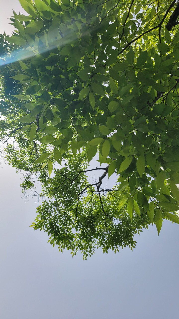 tree and sky