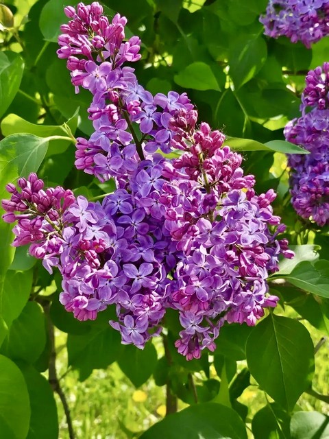 papéis de parede wildflower, flower