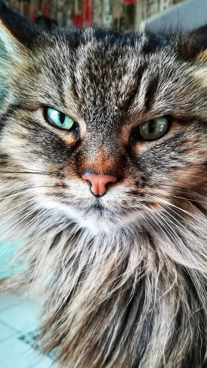Nala