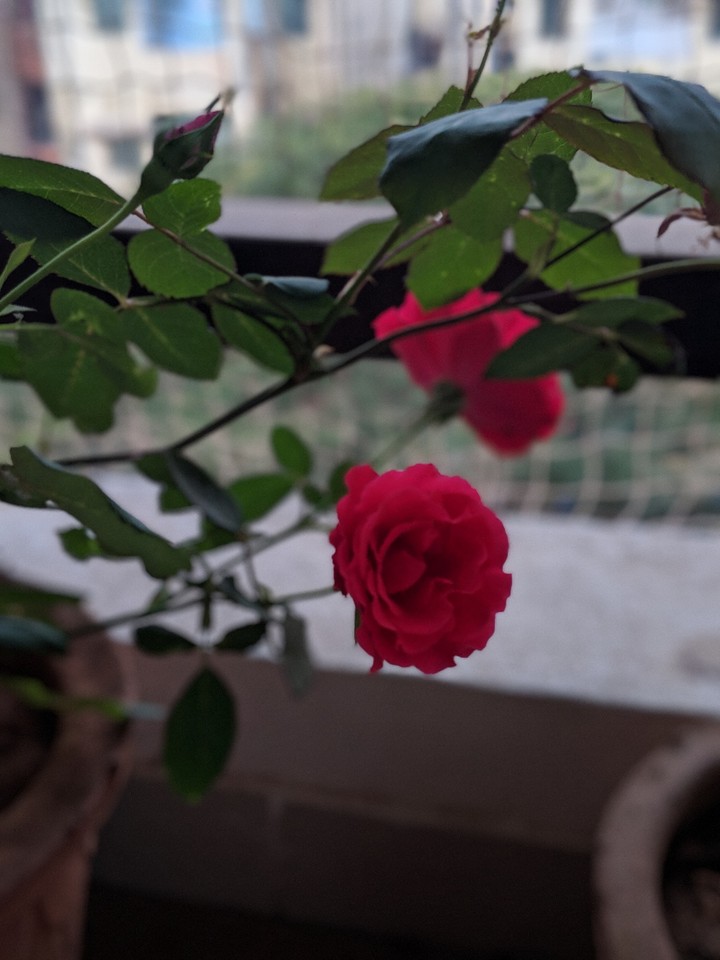 red rose
