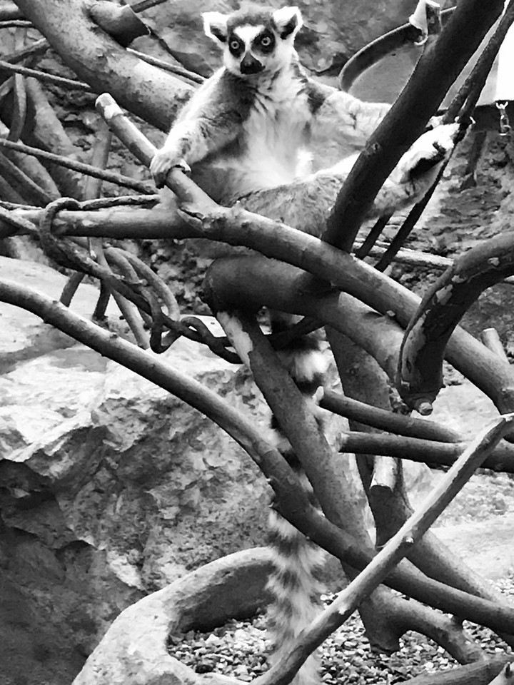 Chilling Lemur