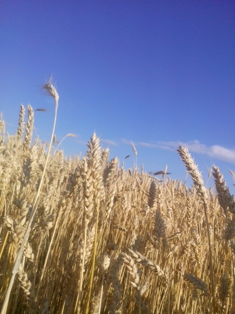 crop, prairie壁纸