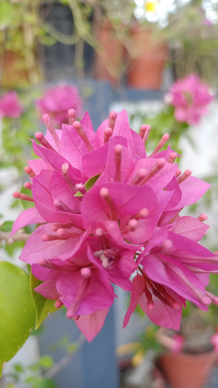 Bougainville