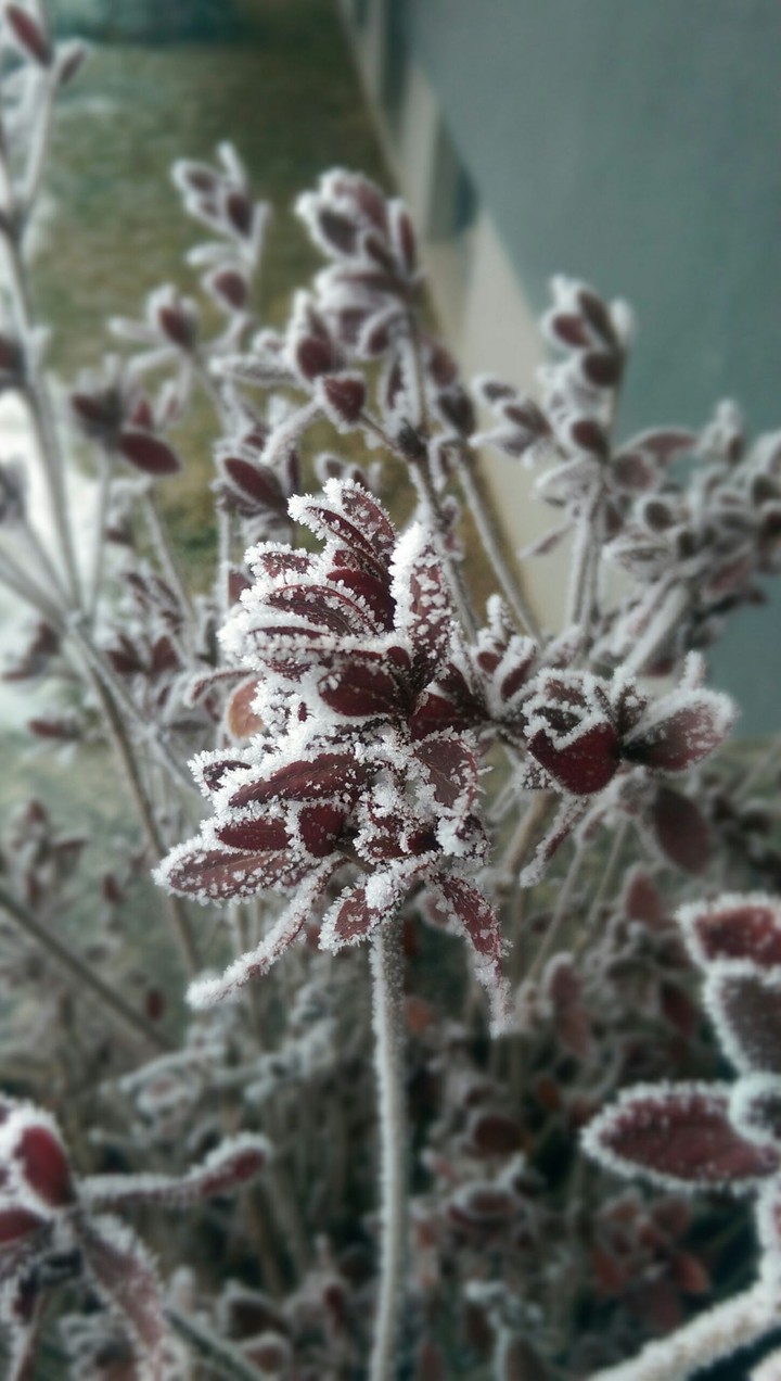 flower in winter