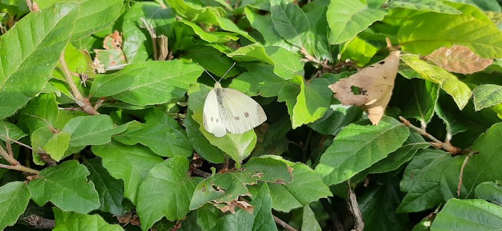 butterfly
