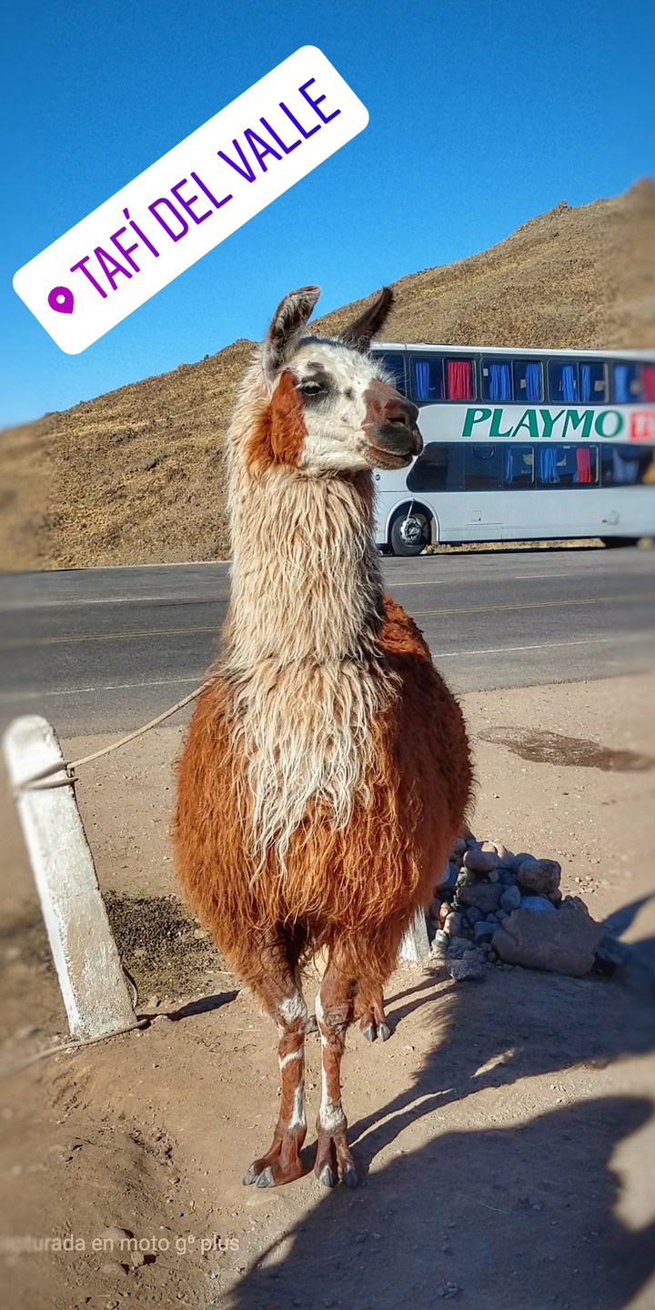 Tafí del Valle....