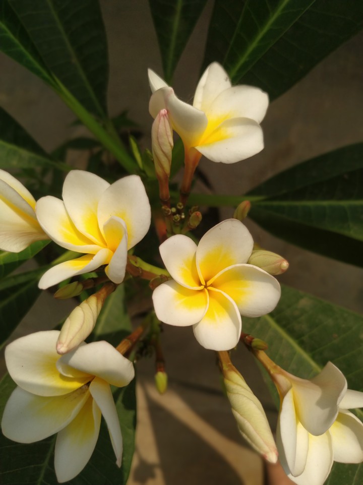 flowers