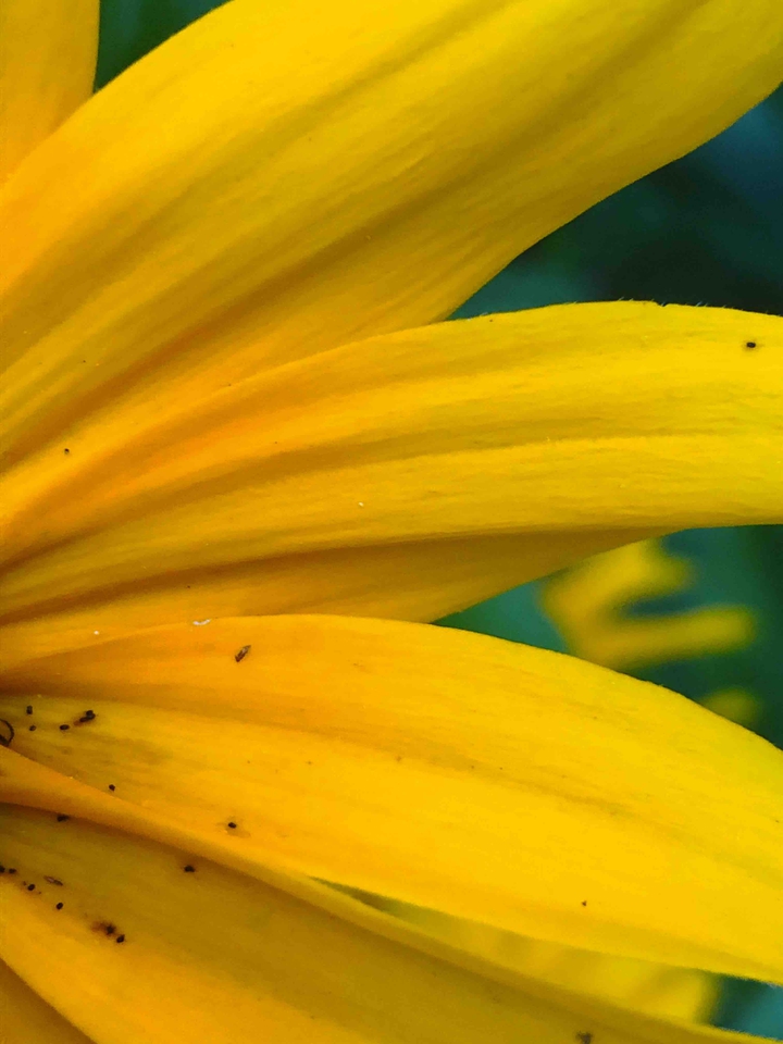 coneflower 2