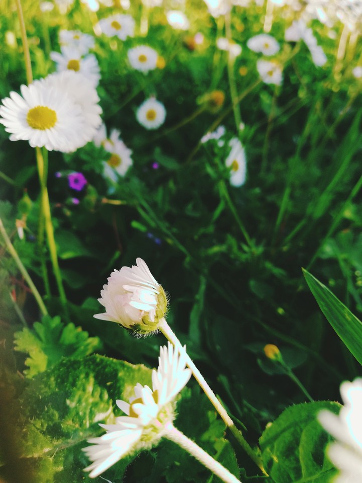spring