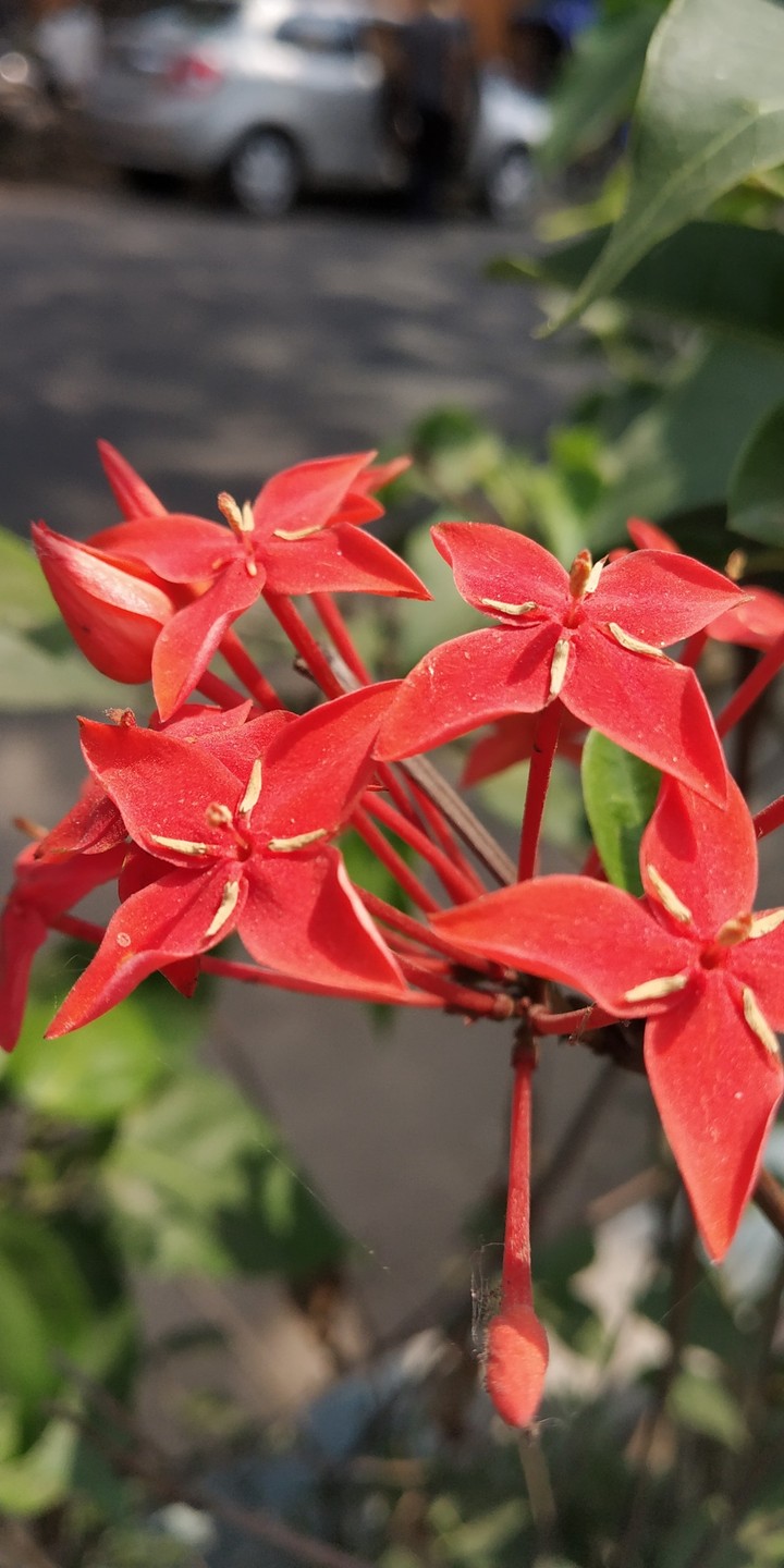 flower