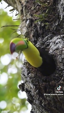 Tucan 2