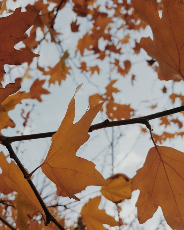 Leaf ..