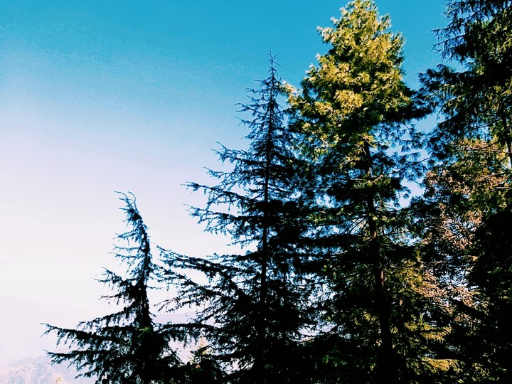 #tree #sky #landour #uttrakhnad #Vbv_photography