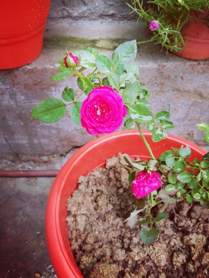 red roses