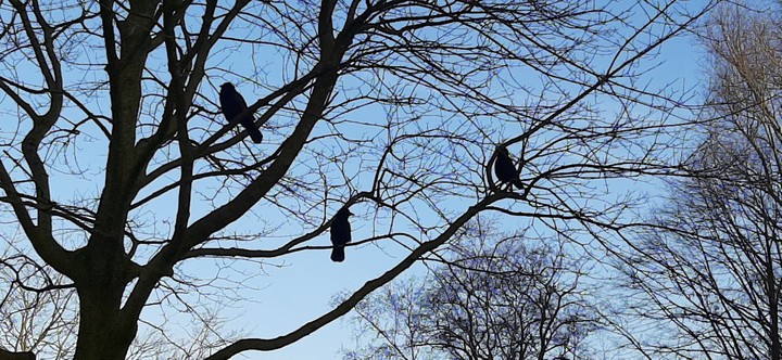 birds in tree, love it!