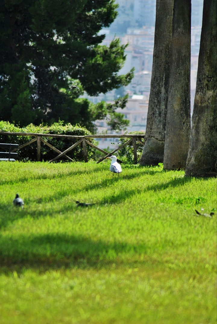 nature-myclick-