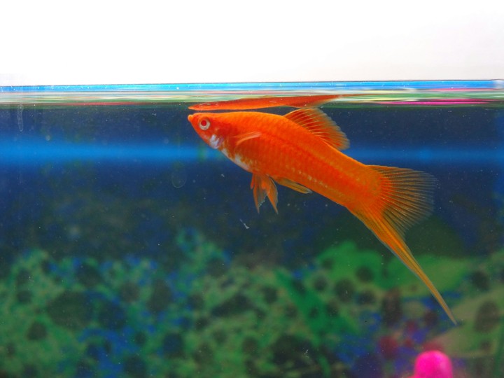 fish
