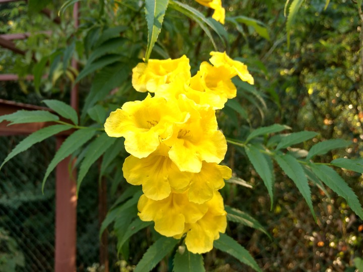 flower