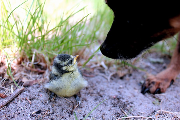 Sparrow and a dog