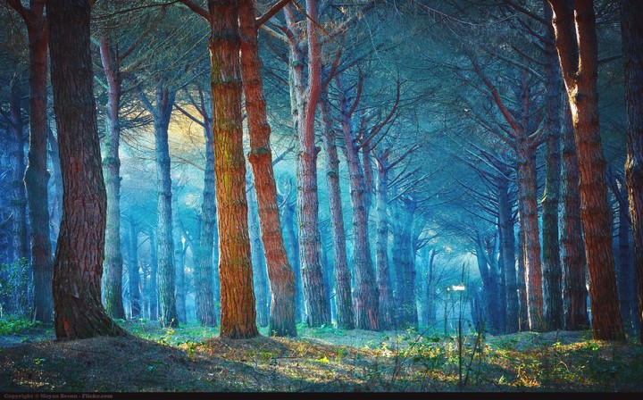 nature