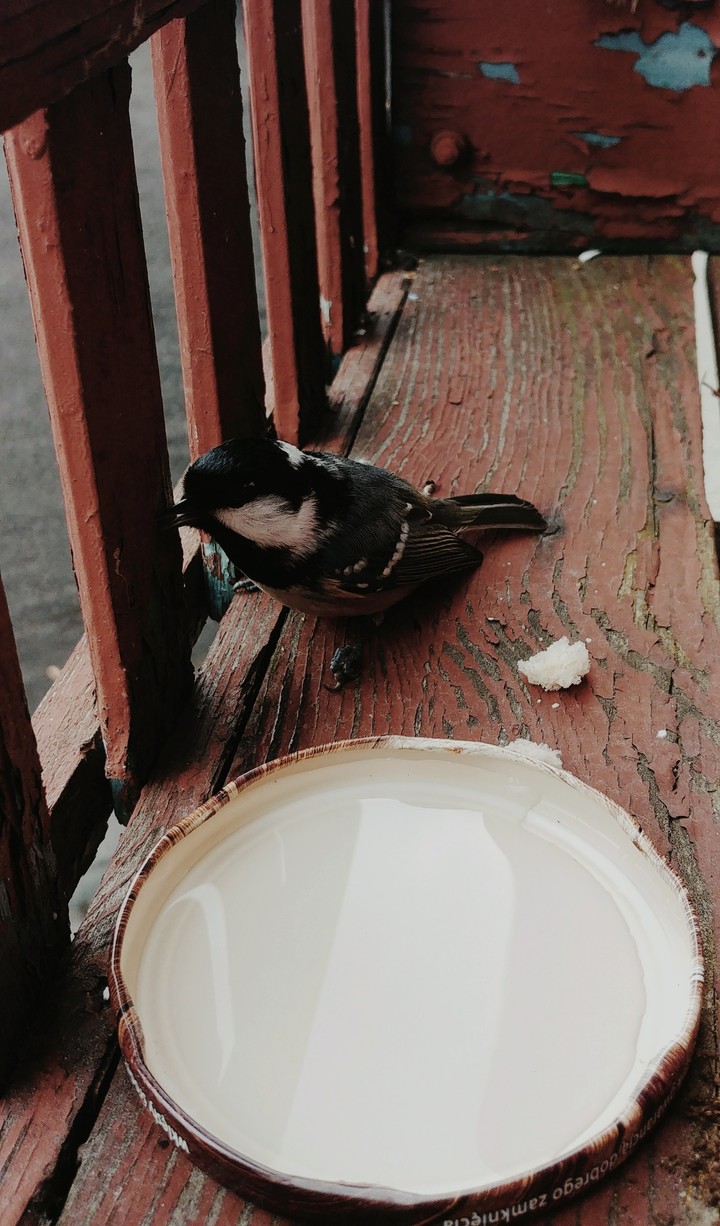 Bird