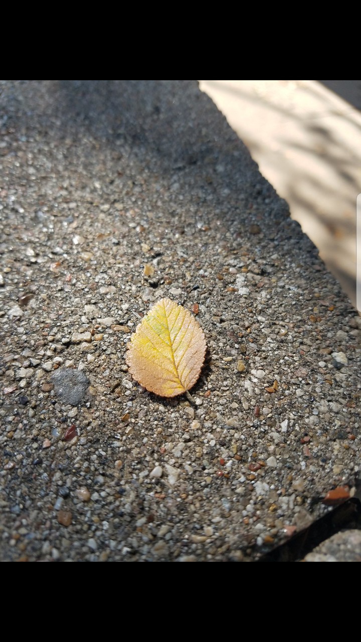 Fall is Coming