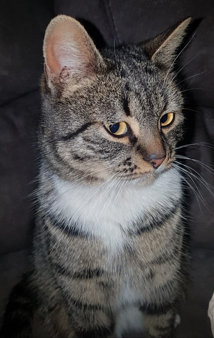кошка