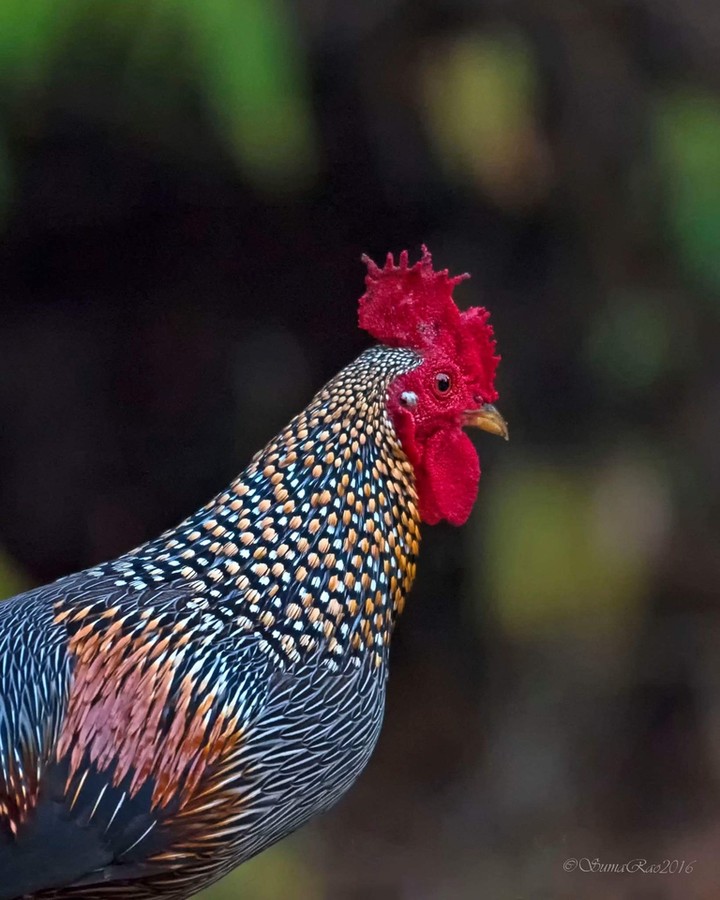 rooster