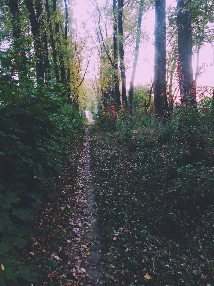 forest