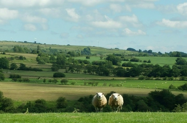 Sheep on the moors