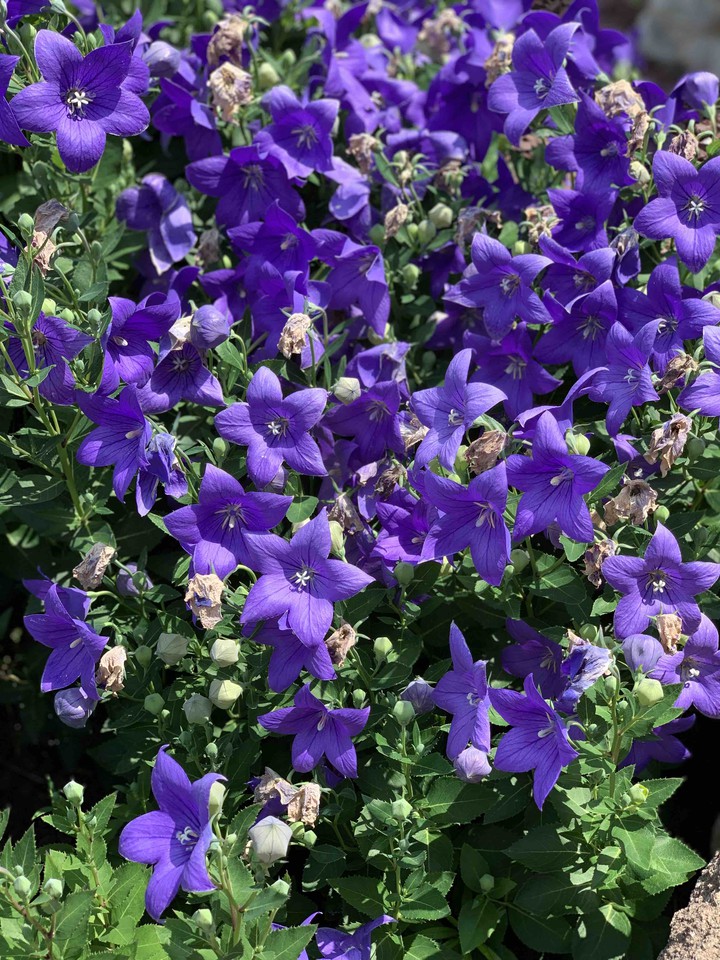purple flowers