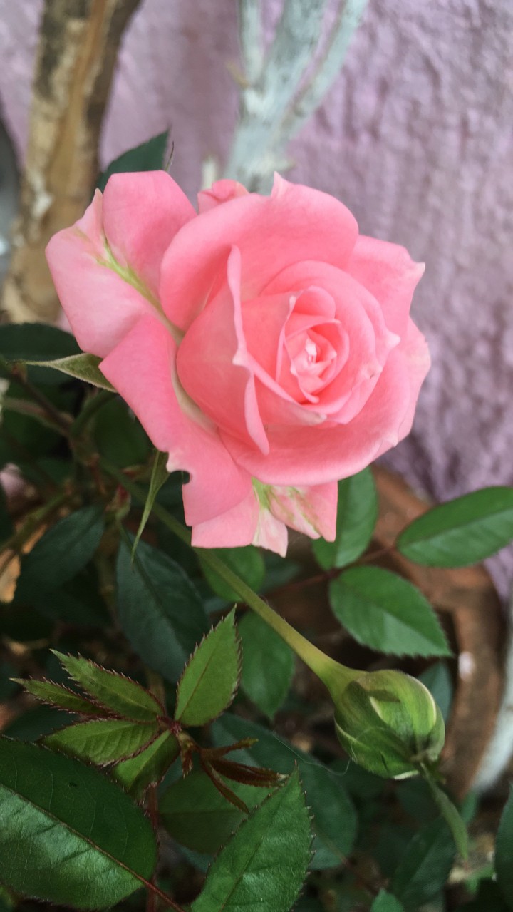 la rosa