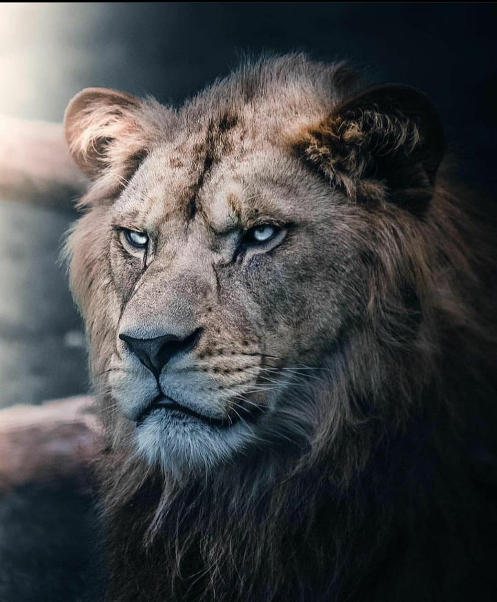 lion