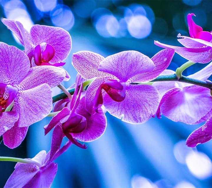 Orchid