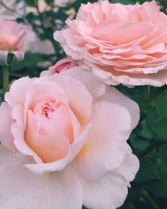 roses