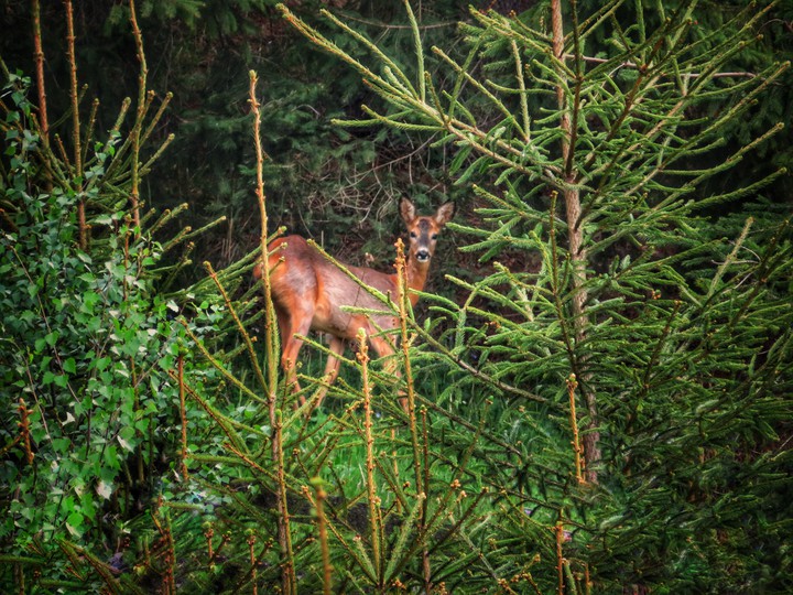 Deer