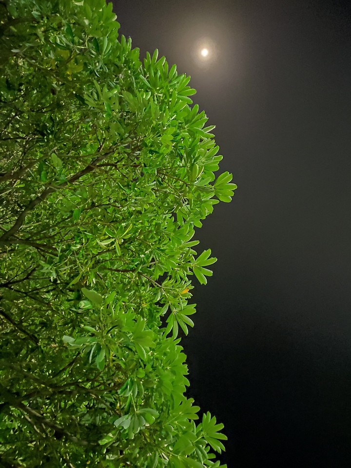 night