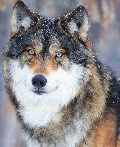 mammal, snout वॉलपेपर