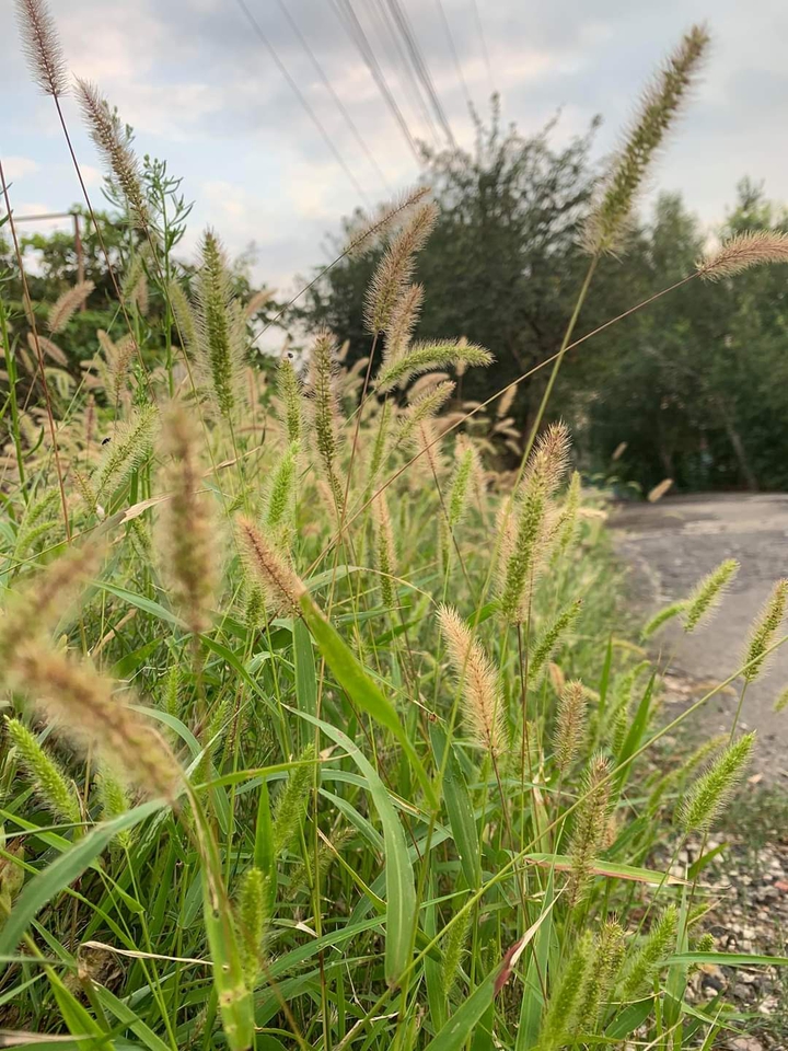 nature