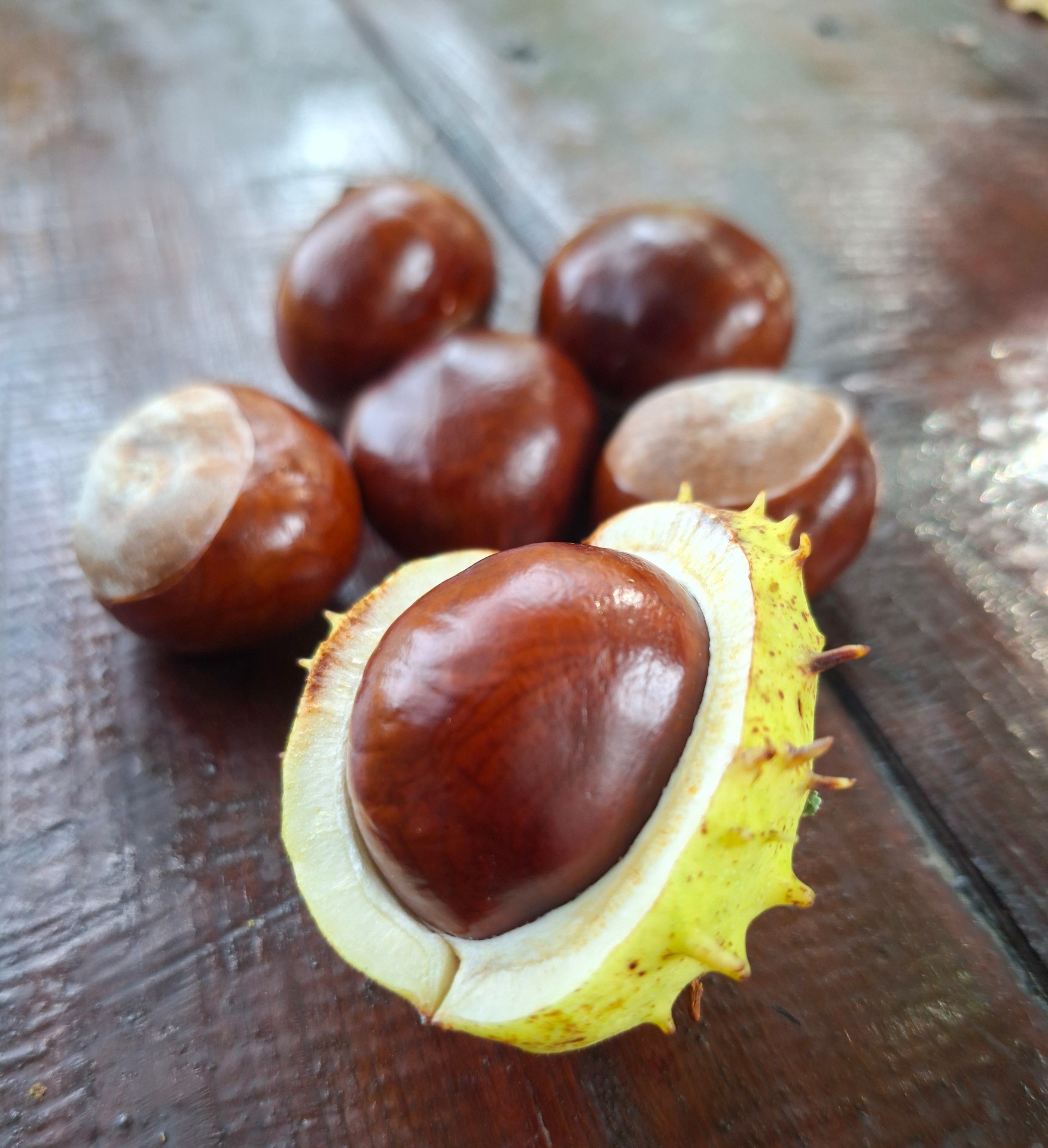 Yellow, Orange, Peruvian_groundcherry