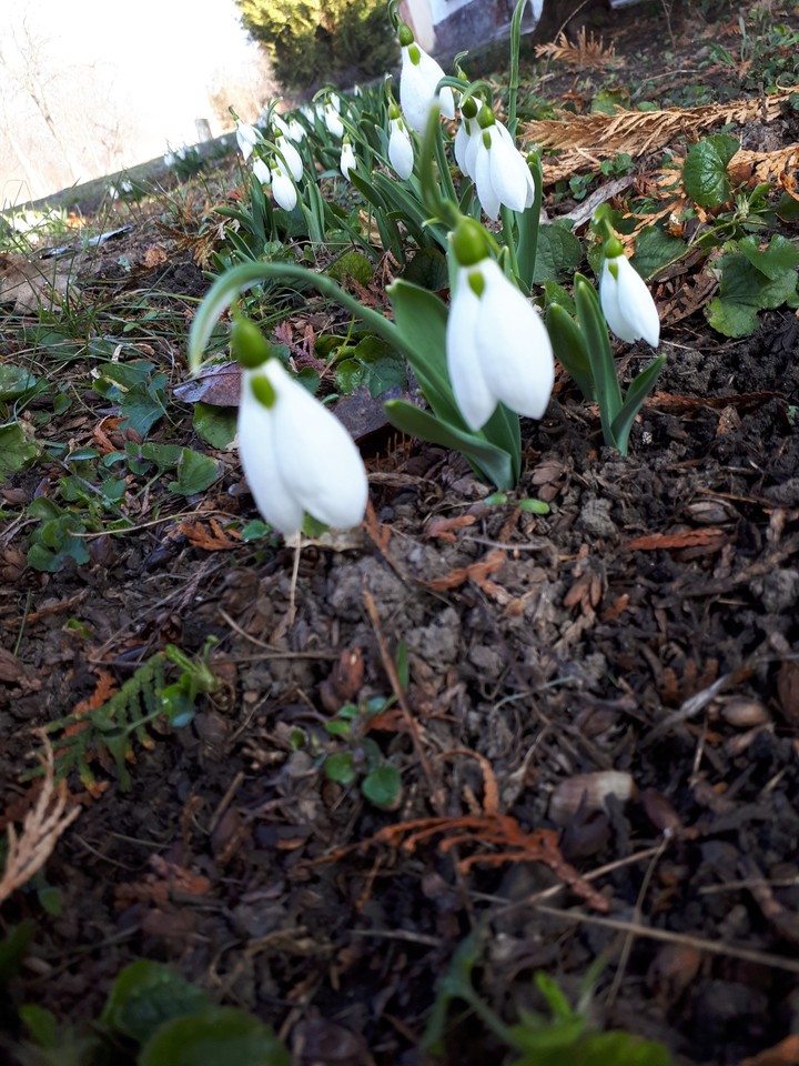 snowflower